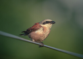 Wild bird