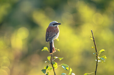 Wild bird