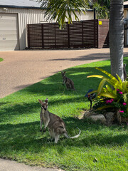 Closeup of Wallaby in front of grass