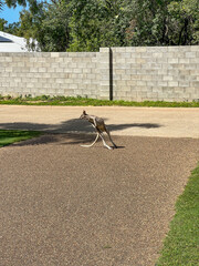 Closeup of Wallaby in front of grass