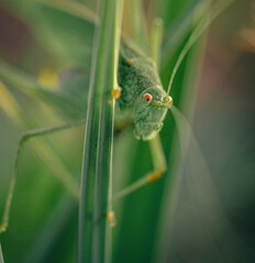 Grasshopper
