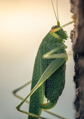 Grasshopper