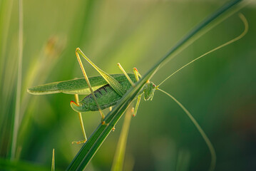 Grasshopper