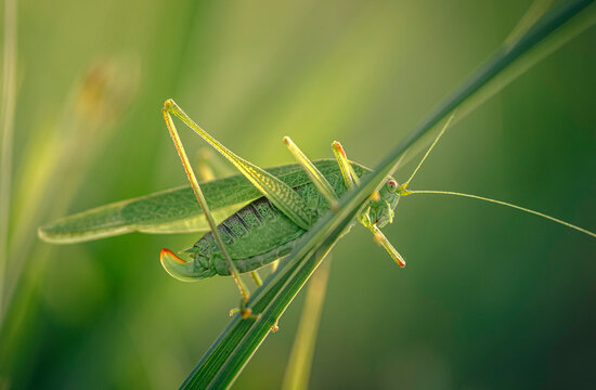 Grasshopper