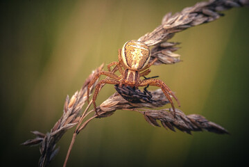 Spider