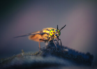 Fly