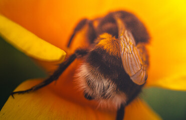 Bee