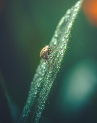 Insect