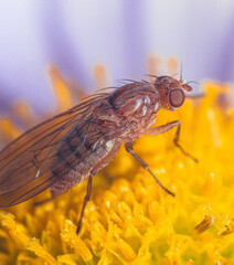 Fly