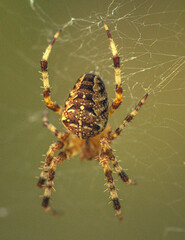 Spider