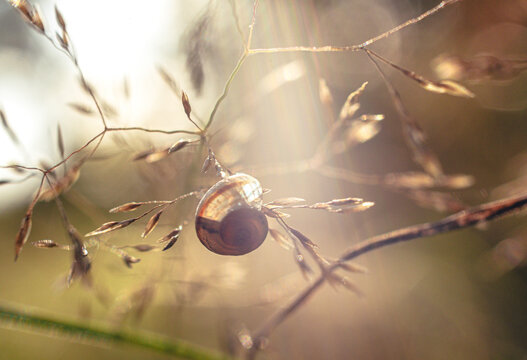 Snail