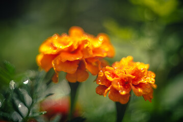 Fototapeta premium Marigold