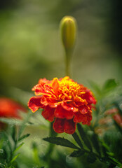 Marigold