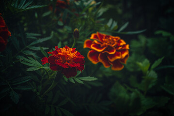 Marigold