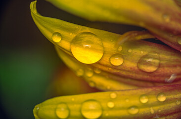 Garden flower