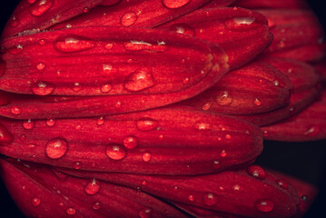 Garden flower