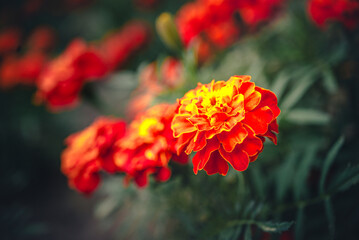 Marigold