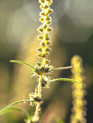 Garden flower