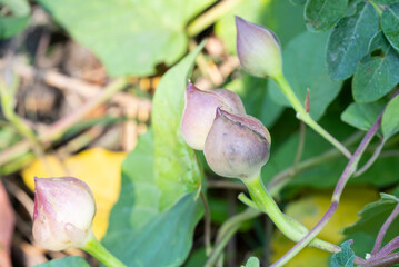 The buds of the Merremia or woodroses have purple, teardrop-shaped flowers. They are a shrub in the morning glory family.