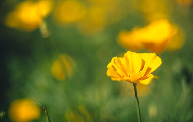 Fototapeta premium Garden flower