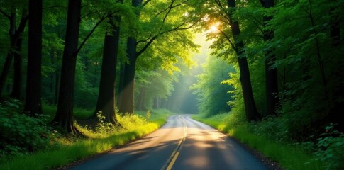 Obraz premium Dense foliage obstructs sunlight as trees form a tunnel on the winding road, trees, wilderness