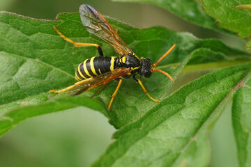 Closeup on a colorful figwort sawfly , Tenthredo scrophulariae, mimicking a wasp, sitting on a...