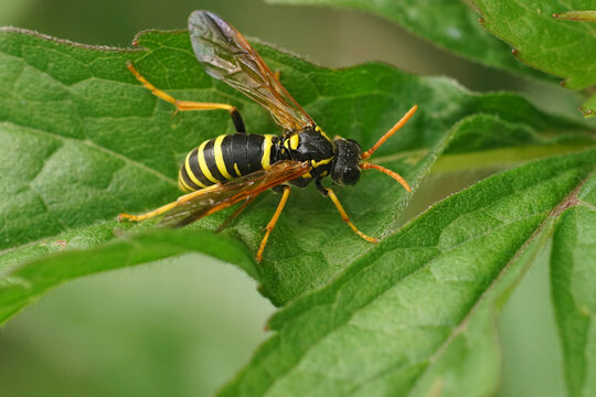 Closeup on a colorful figwort sawfly , Tenthredo scrophulariae, mimicking a wasp, sitting on a green leaf in the field
