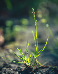 Morning nature in sunlight and dew