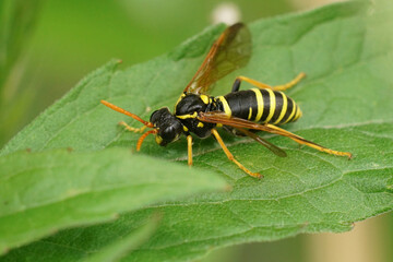 Close-up of a Yellow and Black Striped figwort sawfly , Tenthredo scrophulariae, Insect on a Leaf