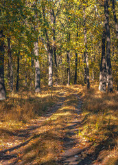 Autumn woods