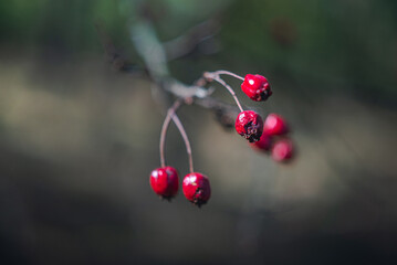 Nature beauty