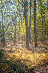 Autumn woods