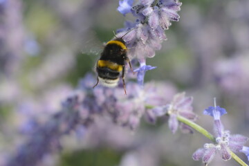 A big fat bumblebee collects nectar on a purple flower perovskia pamirica (salvia yangii)