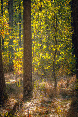 Obraz premium Autumn woods