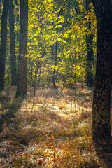 Fototapeta premium Autumn woods