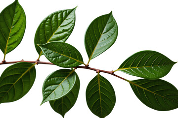 Naklejka premium Detailed Close-up of a Lush Green Branch with Glossy Leaves on a White Background, showcasing vibrant foliage and its intricate details