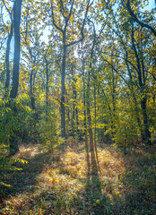 Autumn woods