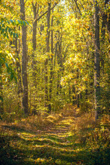 Autumn woods