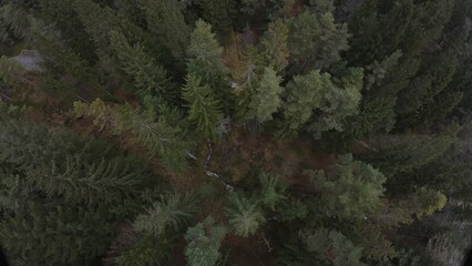 Little stream in the forest