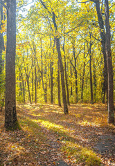 Fototapeta premium Autumn woods