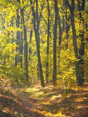 Autumn woods