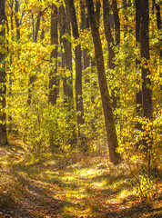 Autumn woods