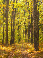 Obraz premium Lasy jesienne