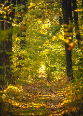 Autumn woods