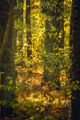 Autumn woods