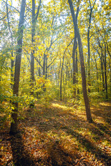 Autumn woods