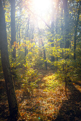 Autumn woods