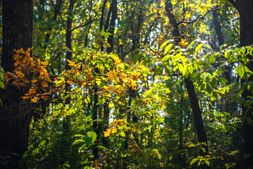 Autumn woods