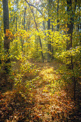 Autumn woods