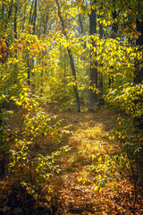 Autumn woods
